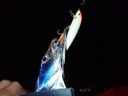 安定の太刀魚♪