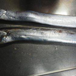 太刀魚も終わり・・