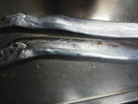 太刀魚も終わり・・