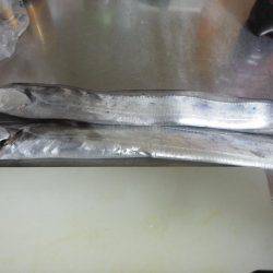 太刀魚も終わり・・pt2