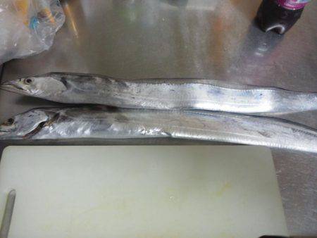 太刀魚も終わり・・pt2