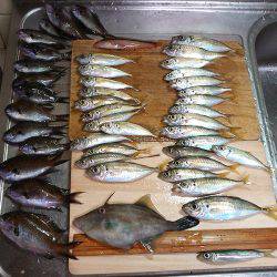 ファミリーフィッシングでサビキ！