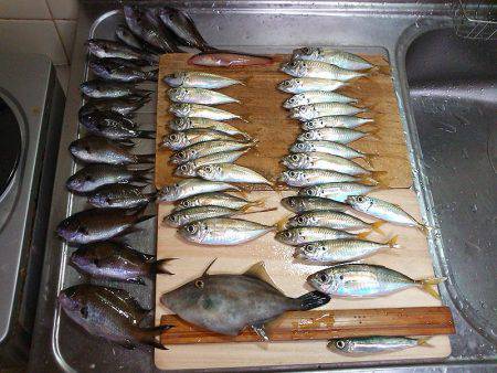 ファミリーフィッシングでサビキ！