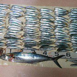 マイワシ大漁!サゴシもゲット!!