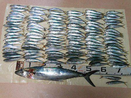 マイワシ大漁！サゴシもゲット！！