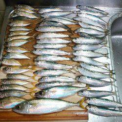 マイワシ釣れました！