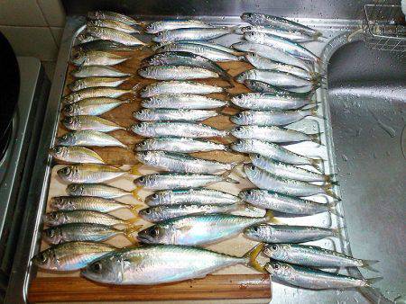 マイワシ釣れました！