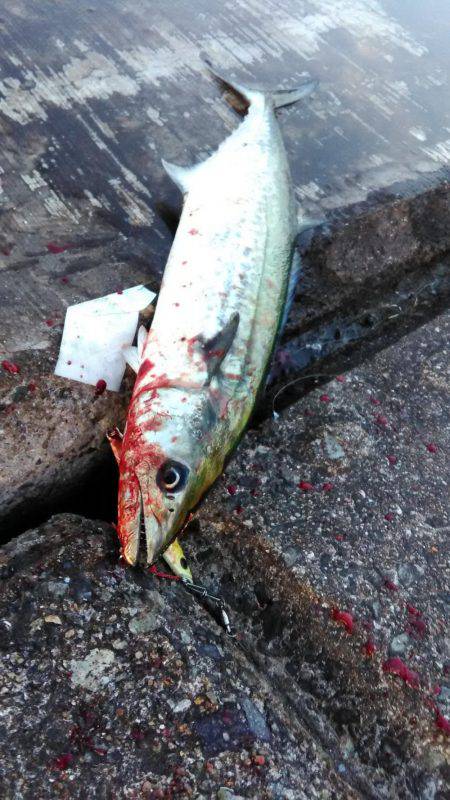 夕方からの釣行！