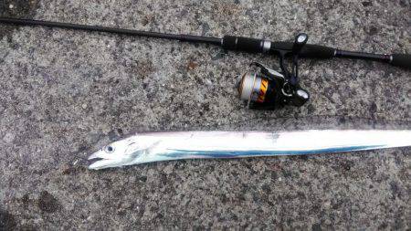 武庫川一文字で朝マズメ狙いで釣行