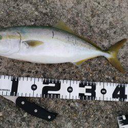 粘り勝ち!バイブレーション早巻きで76cmサワラ!