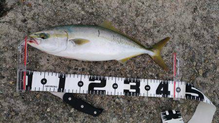 粘り勝ち!バイブレーション早巻きで76cmサワラ!