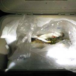 アジング遠征で倉橋島ランガン