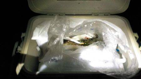 アジング遠征で倉橋島ランガン