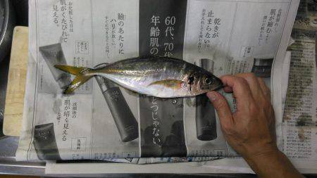 先週のアジ追跡調査に続き泉南方面ランガン