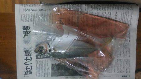 泉南方面中アジ調査