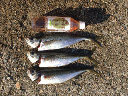 久しぶりの尺アジ