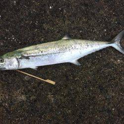 シーバス狙いで