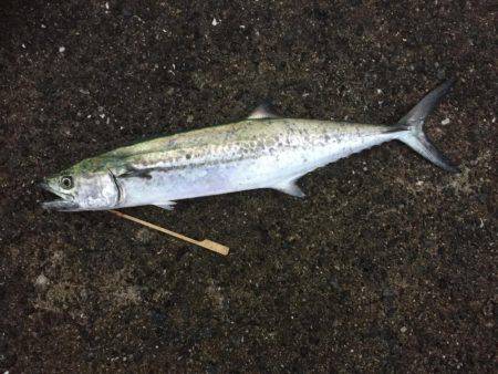 シーバス狙いで