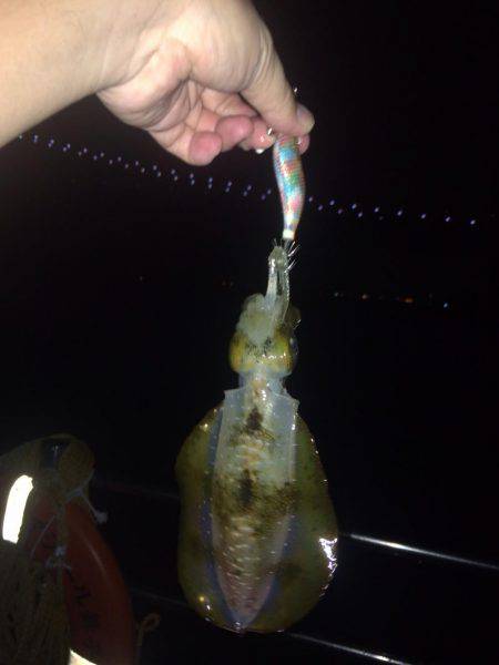 ケンサキ40センチを求めて