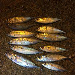 タチウオ狙いのはずが…