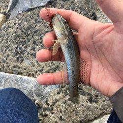 秋晴れ癒しハゼ(^o^)