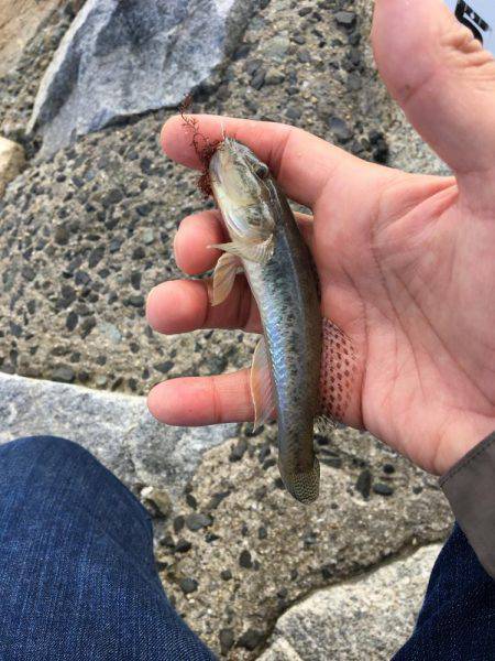 秋晴れ癒しハゼ(^o^)