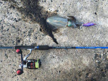 イカはどこへ？