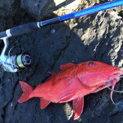 ホウライヒメジ?