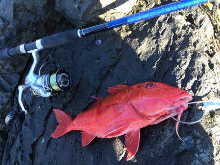 ホウライヒメジ？