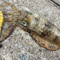 平日デイエギング