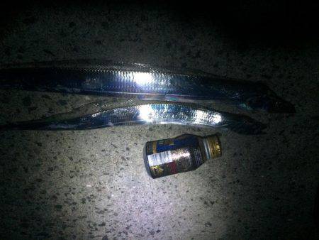 アオリイカのつもりが