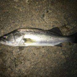 リバーシーバス