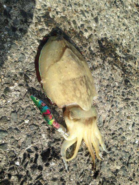 さ、寒かった…地元唐尾漁港にて