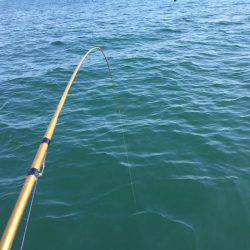 鯛、ハマチ、鯵、家島〜小豆島