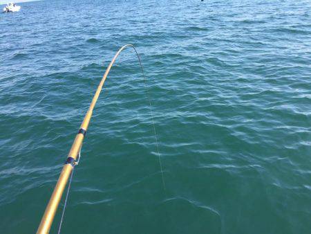 鯛、ハマチ、鯵、家島〜小豆島