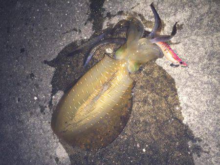 遂に！初アオリイカ