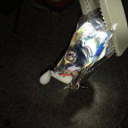 FLAP釣法で初キャッチ