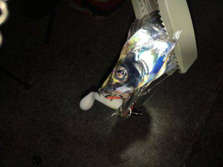 FLAP釣法で初キャッチ