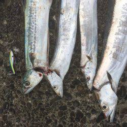 久しぶりのデカタチ