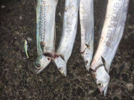 久しぶりのデカタチ