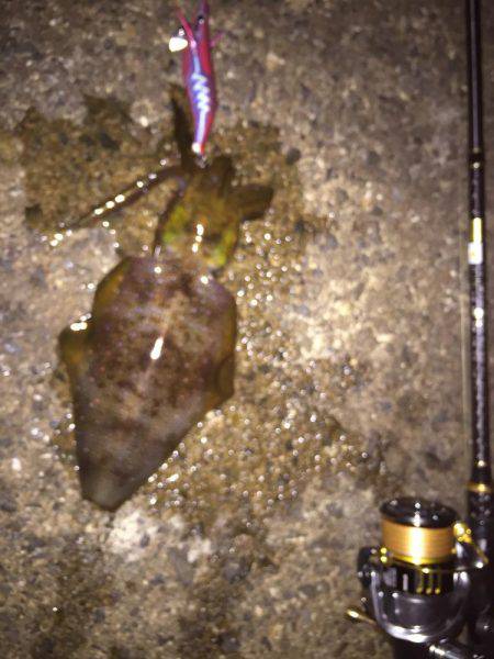 敦賀エギング！堤防編