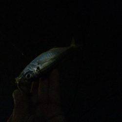 タチウオからのアジング