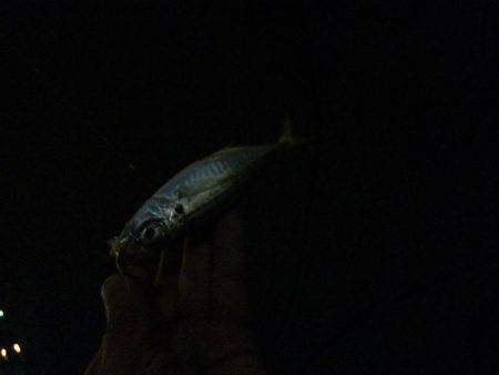 タチウオからのアジング