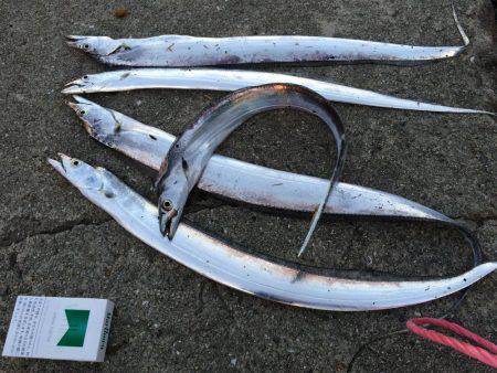 久しぶりのタチウオ