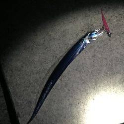 貝塚人工島テトラ沖