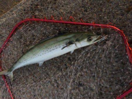 朝マヅメ東二見人工島釣行