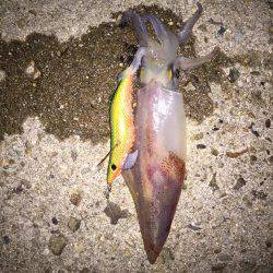 剣先釣れました〜