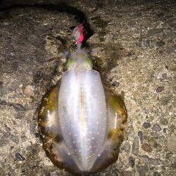 満足サイズが出ない！？