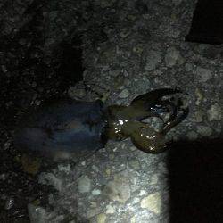 謎のサイズダウン数釣り