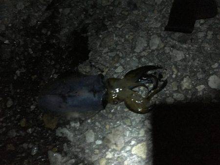 謎のサイズダウン数釣り